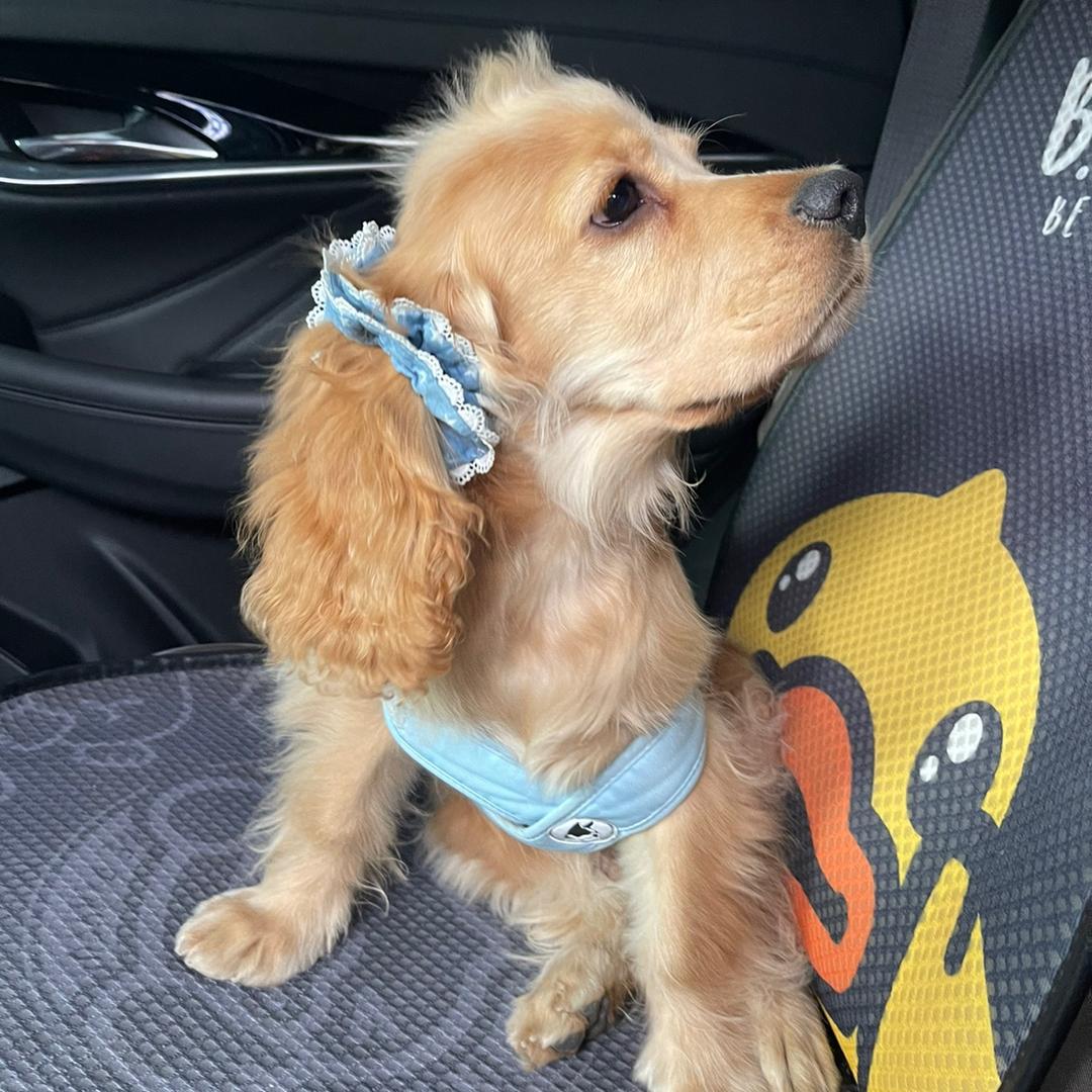 中年少女