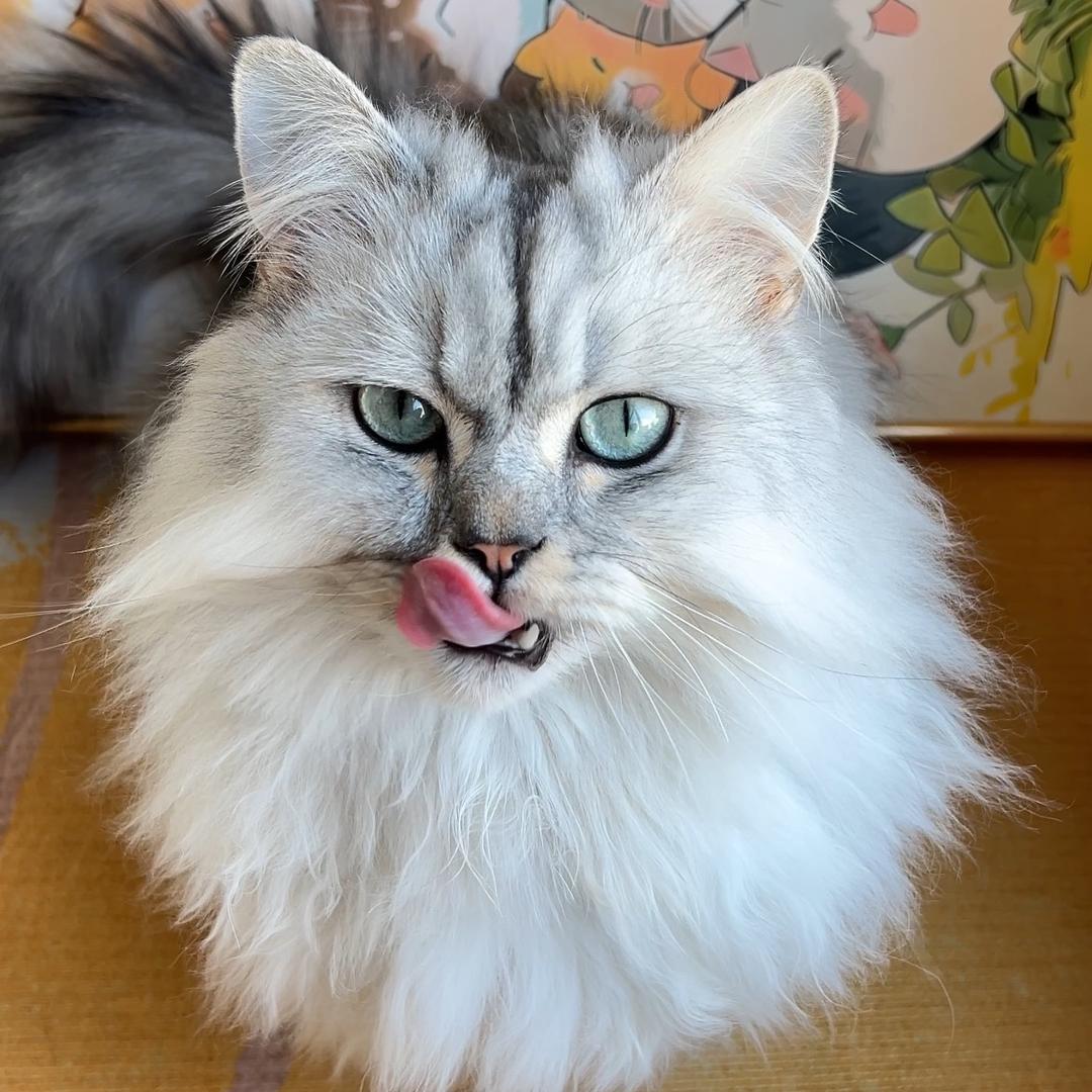 小虎是只小短腿