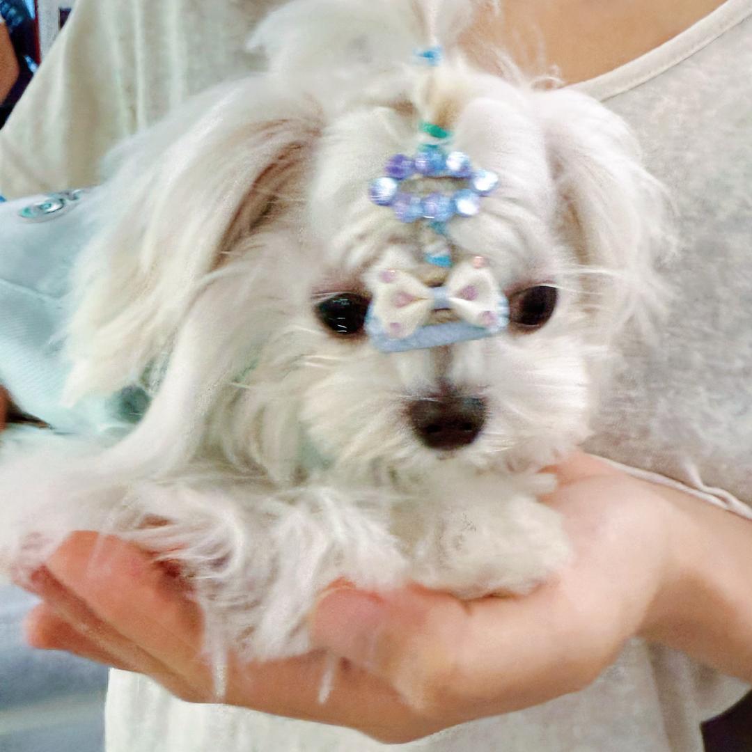 小渝转暴渝
