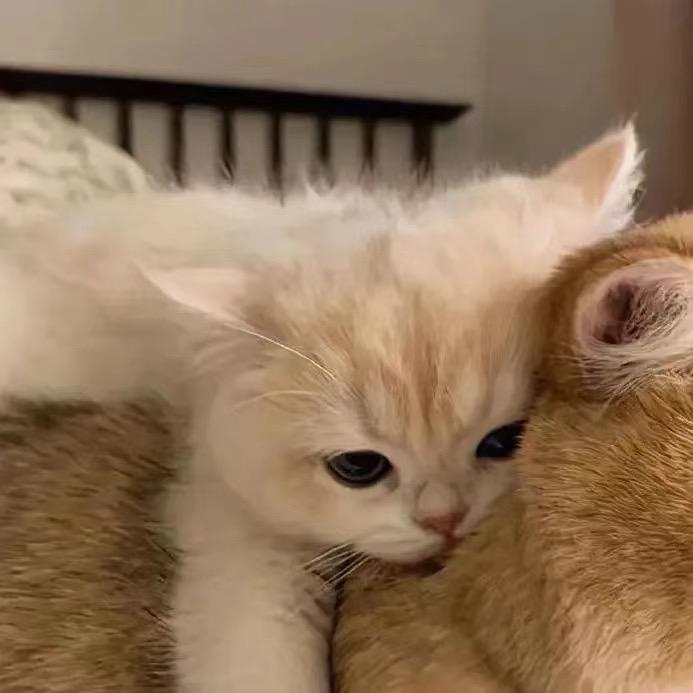 我好困阿💤