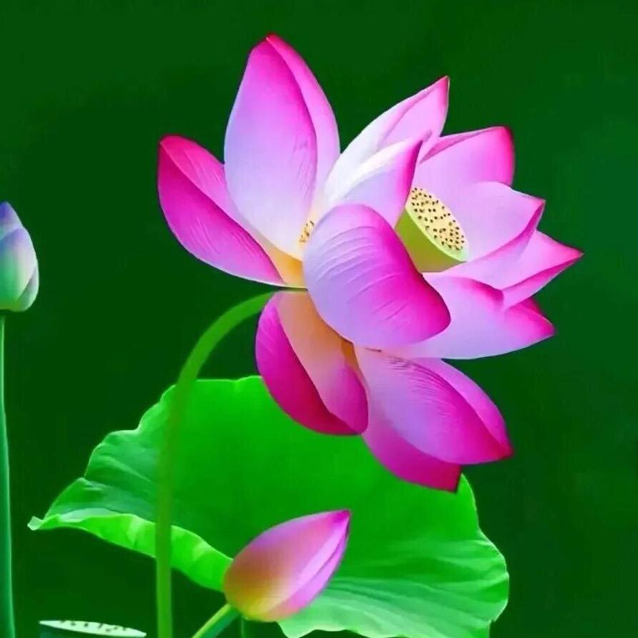 🥀似水🌴流年🦋