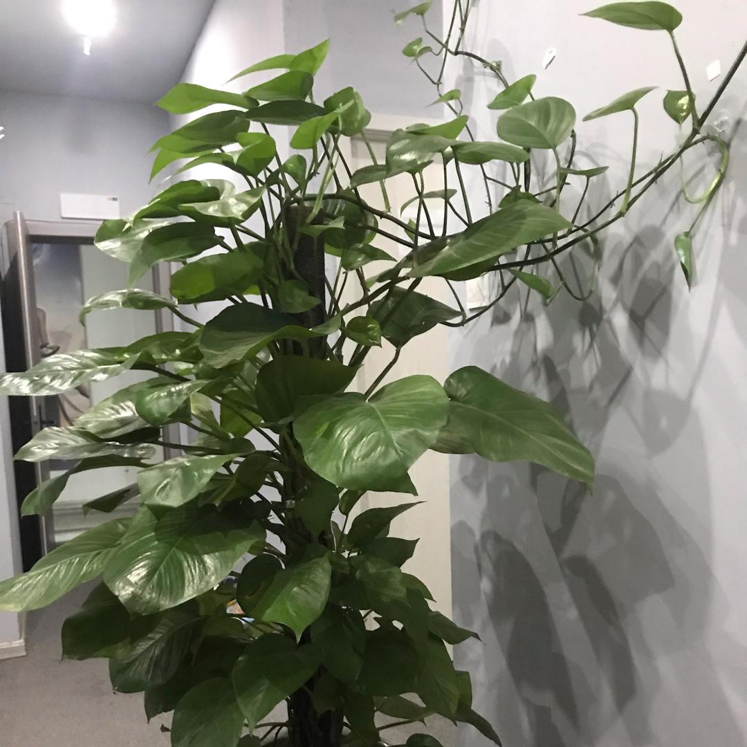 嗨小喵