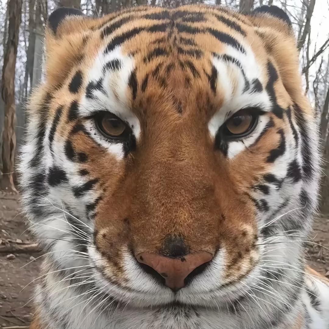 情难断