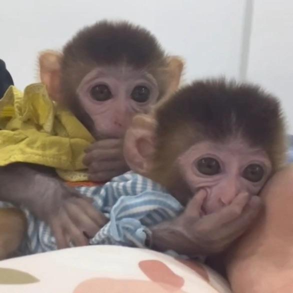 猴宝欢乐园🐵