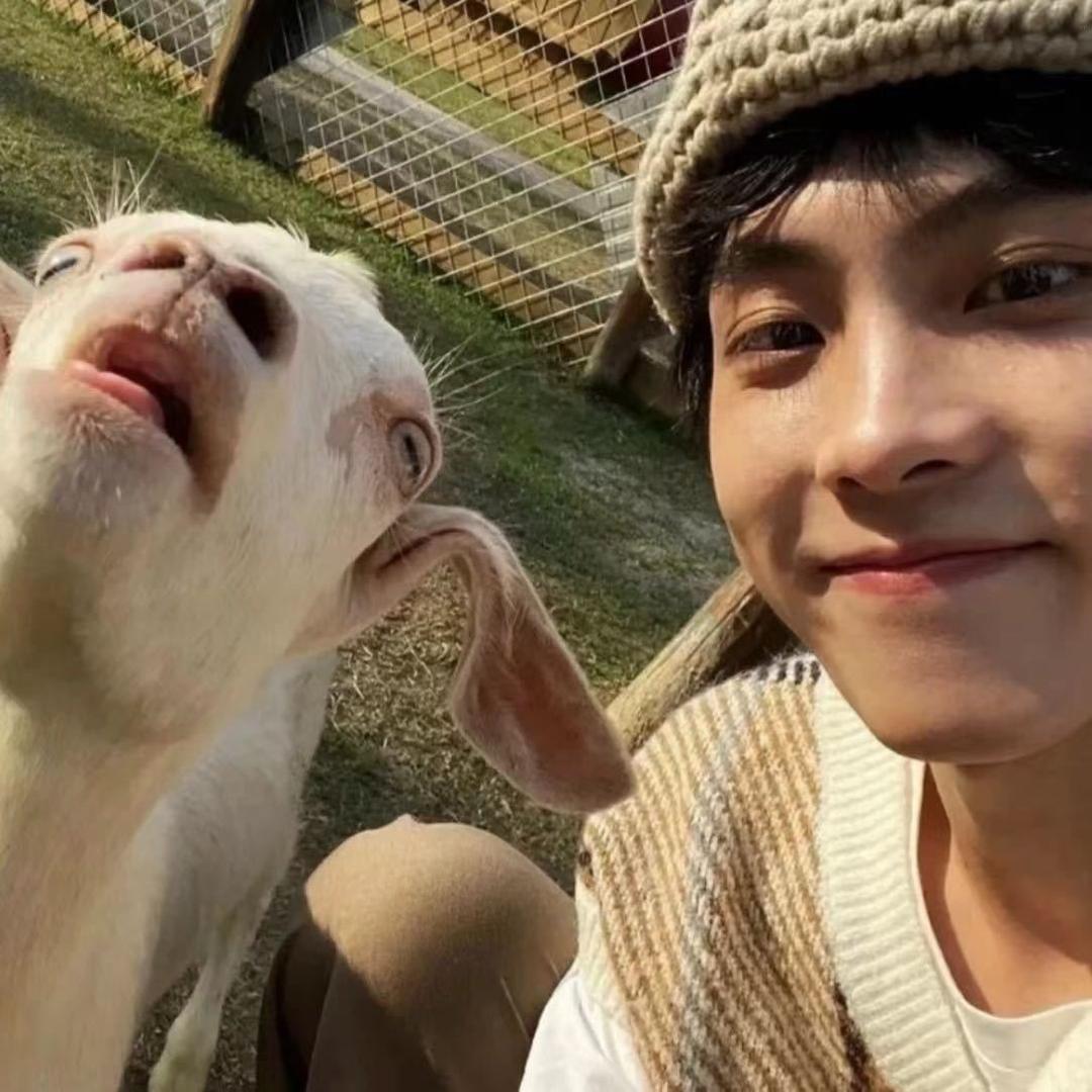 🐑、