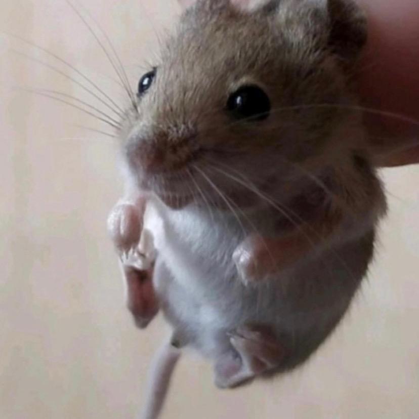 憨憨憨