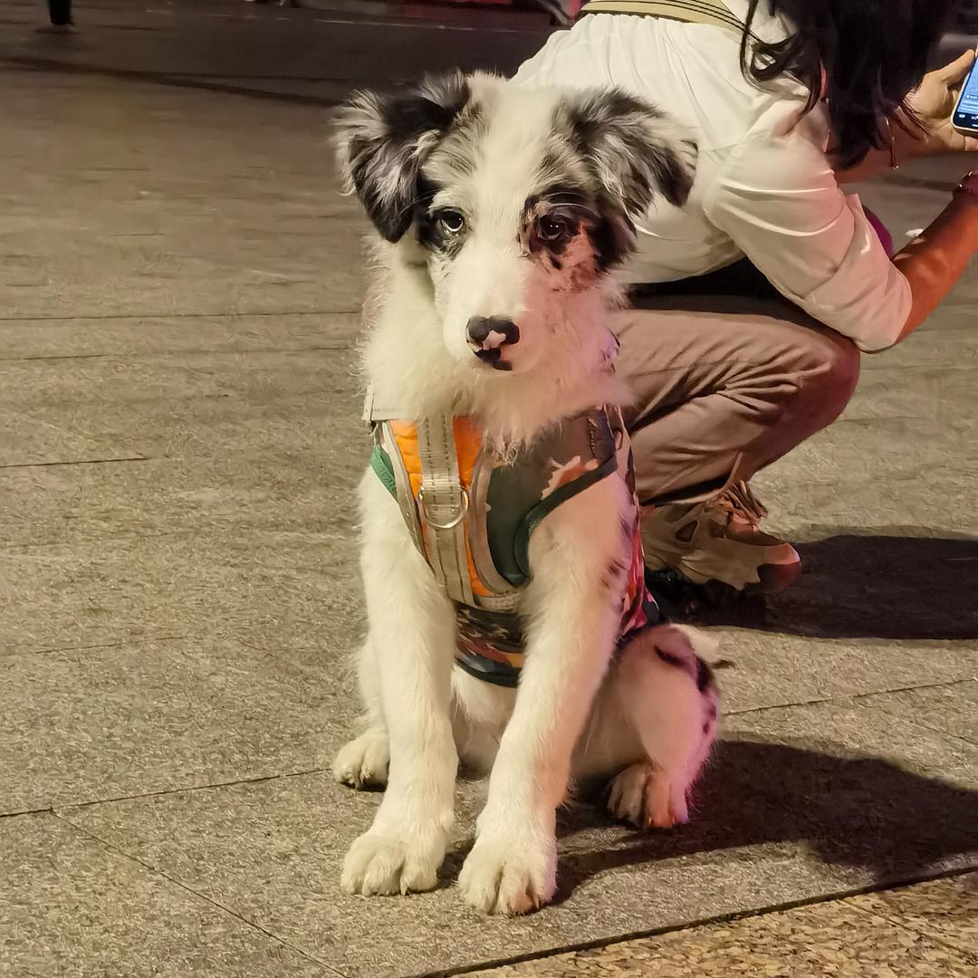 边牧旺财