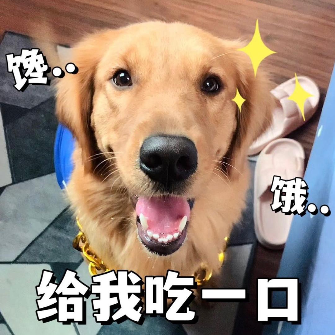 天天是只金毛