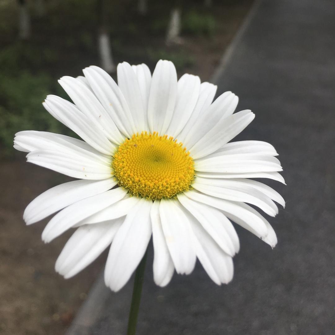 锦凡