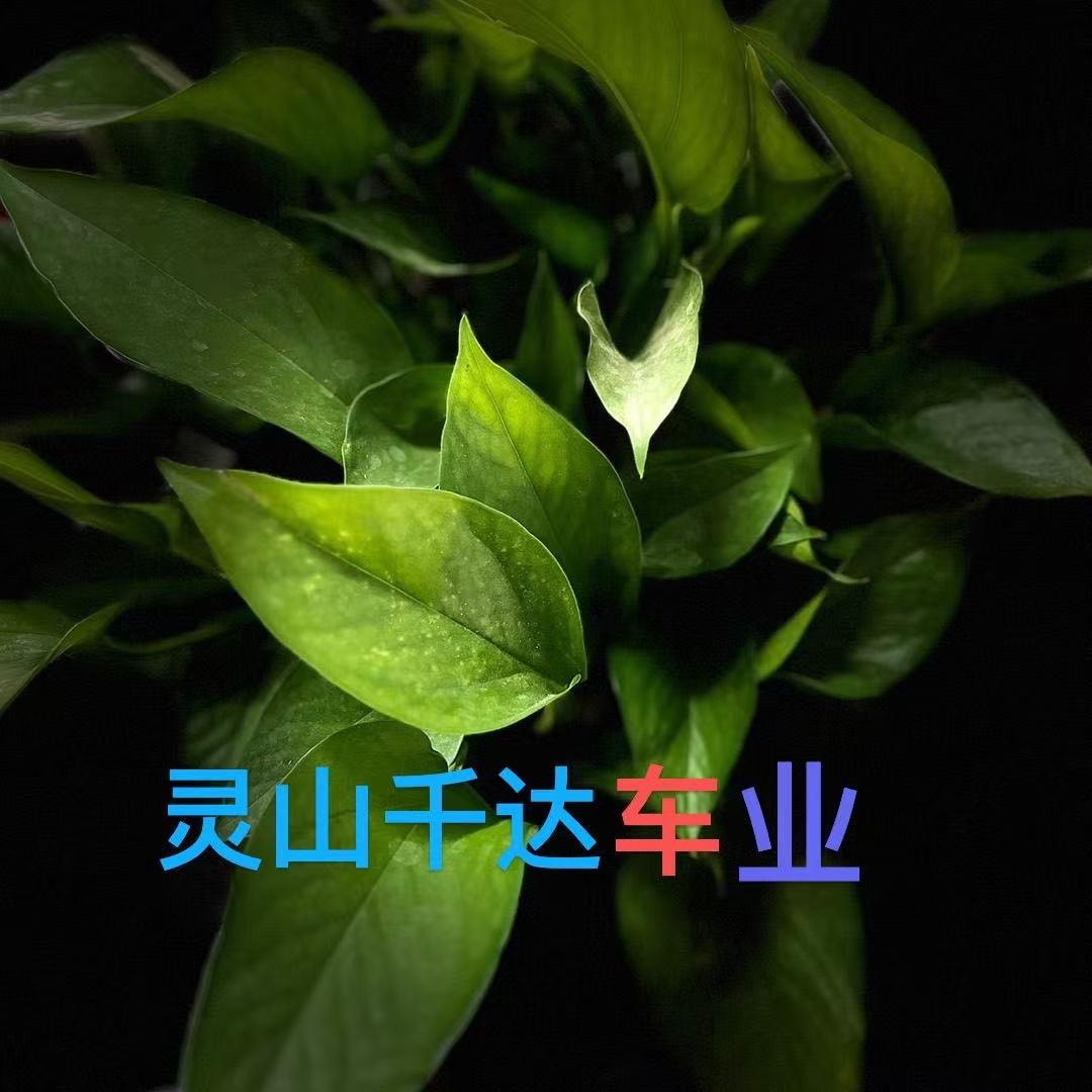 广西灵山（五哥）