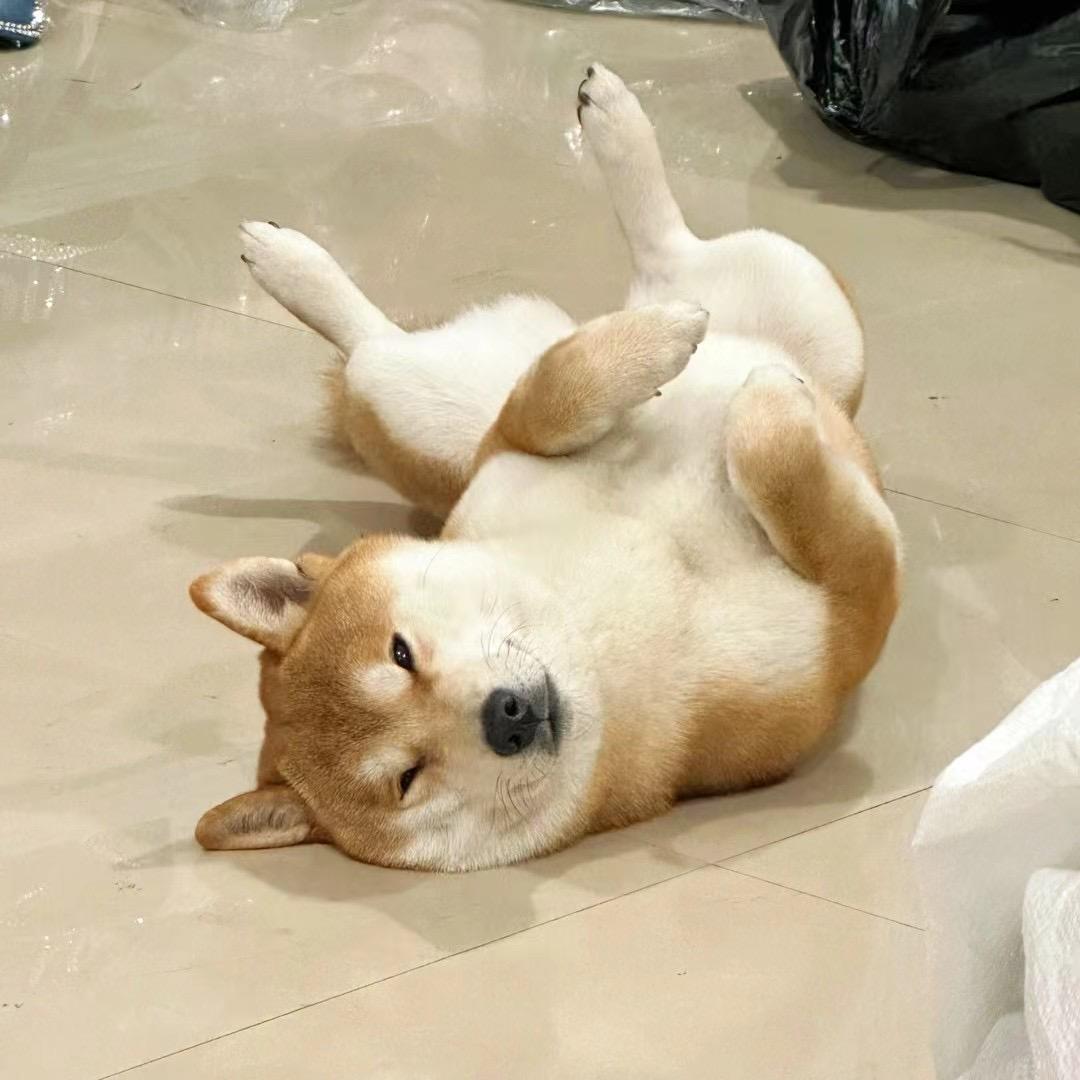 李子是个柴
