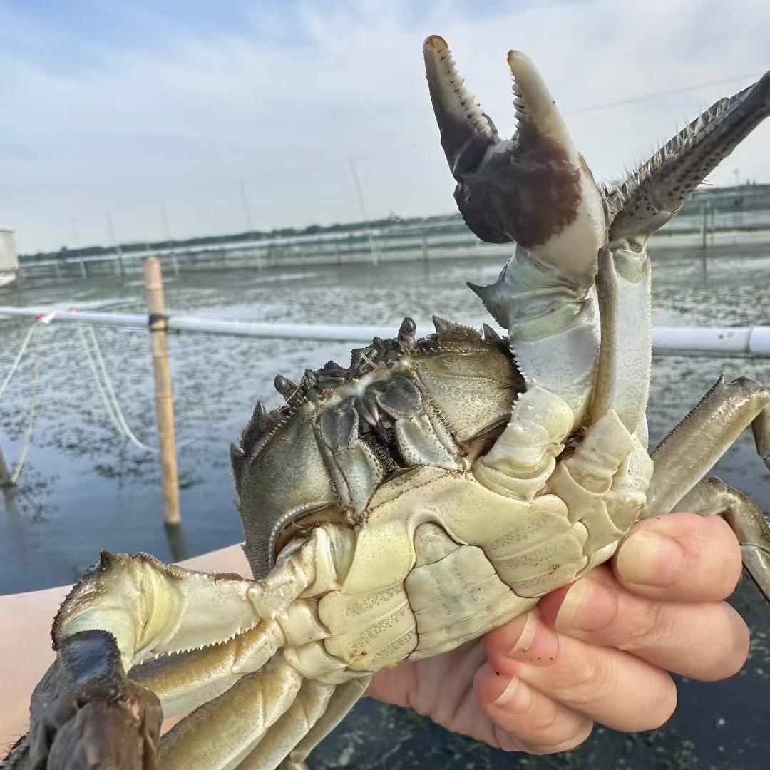 湖鲜韵味本鲜专卖店优选
