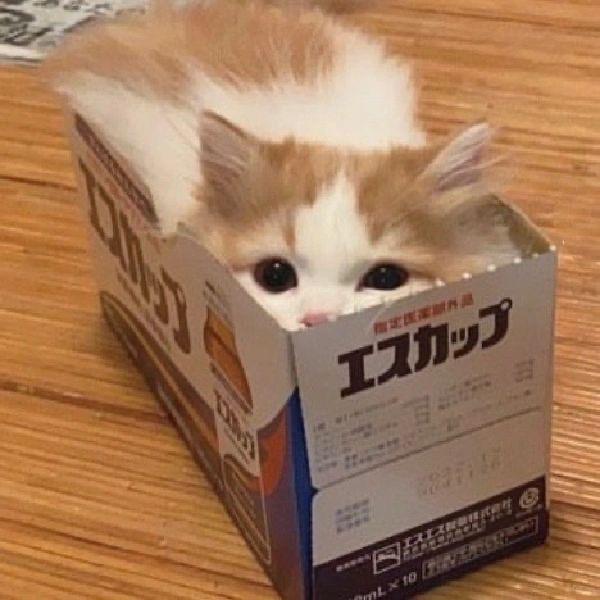 芝小芝士