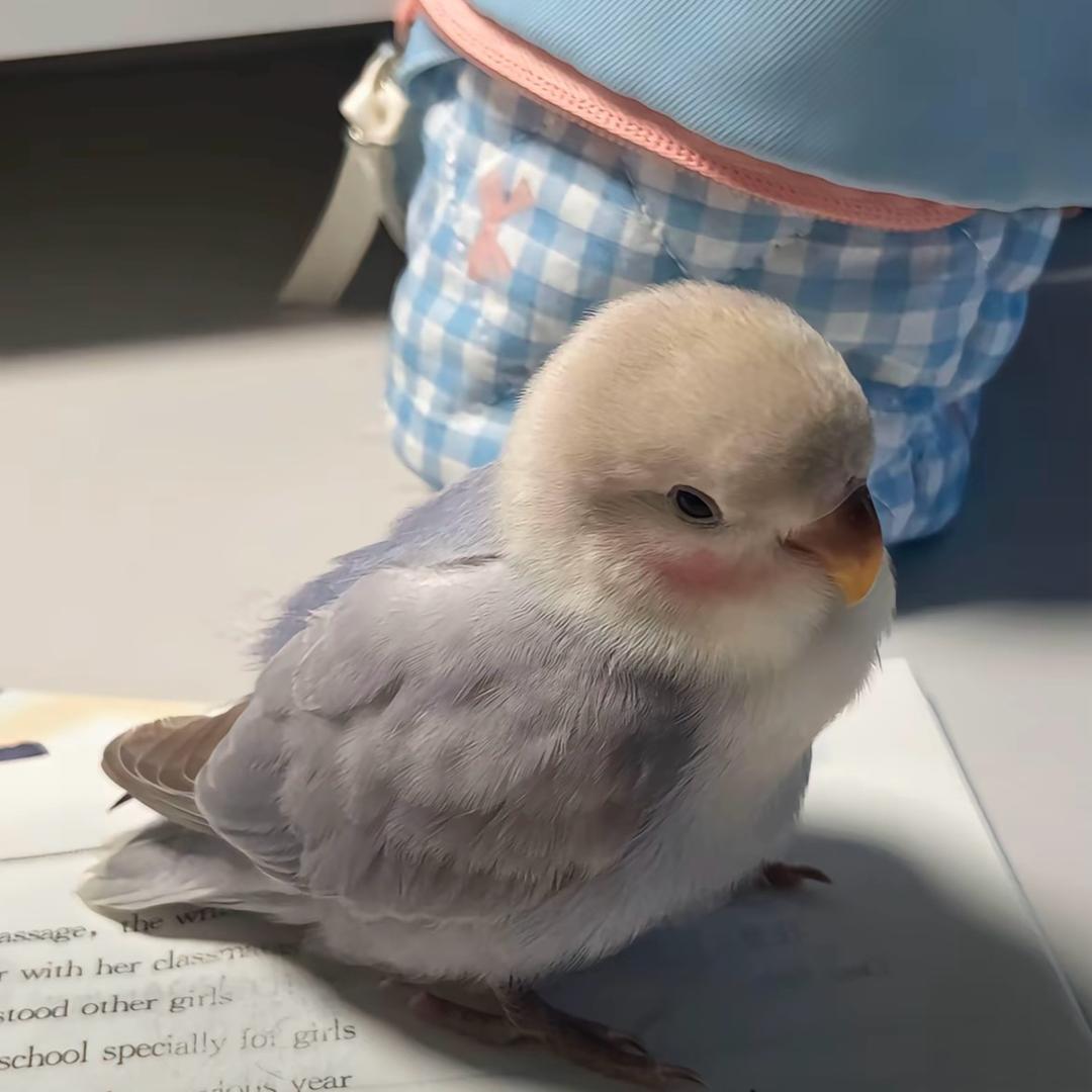 吃饭就要大口吃