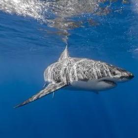 大鲨鱼🦈