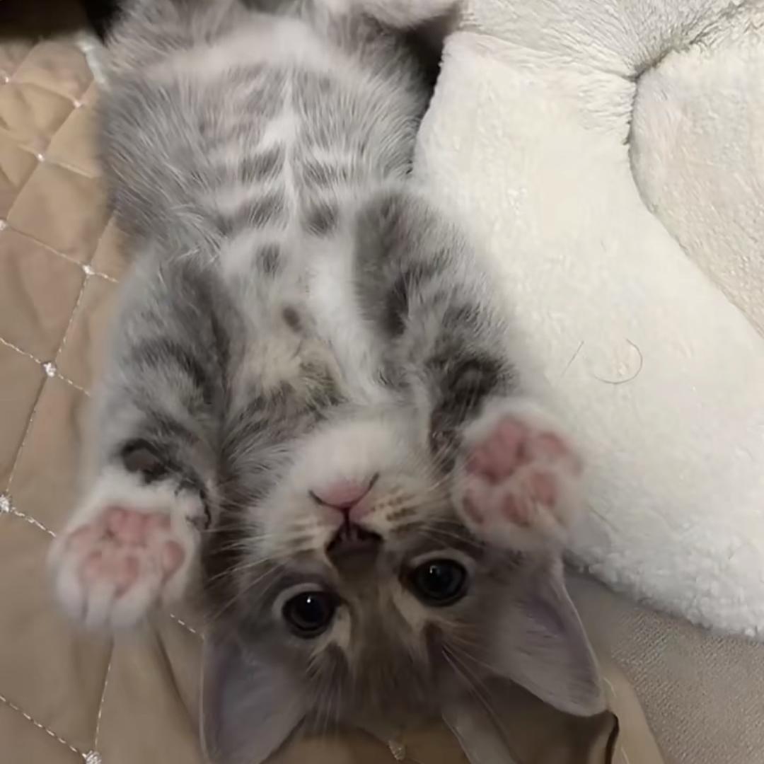 泪