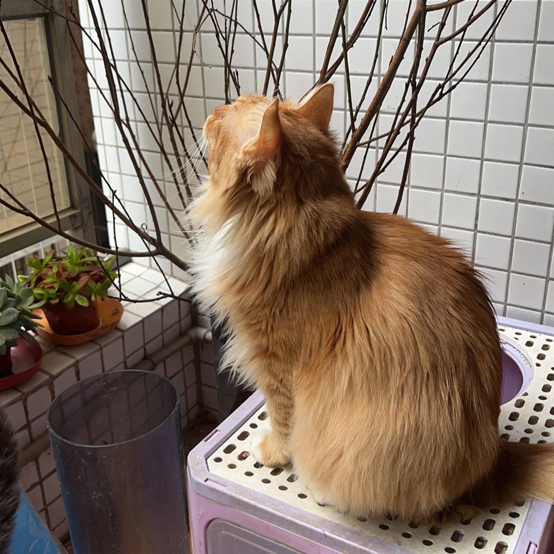 家有大橘🐱坐拥天下