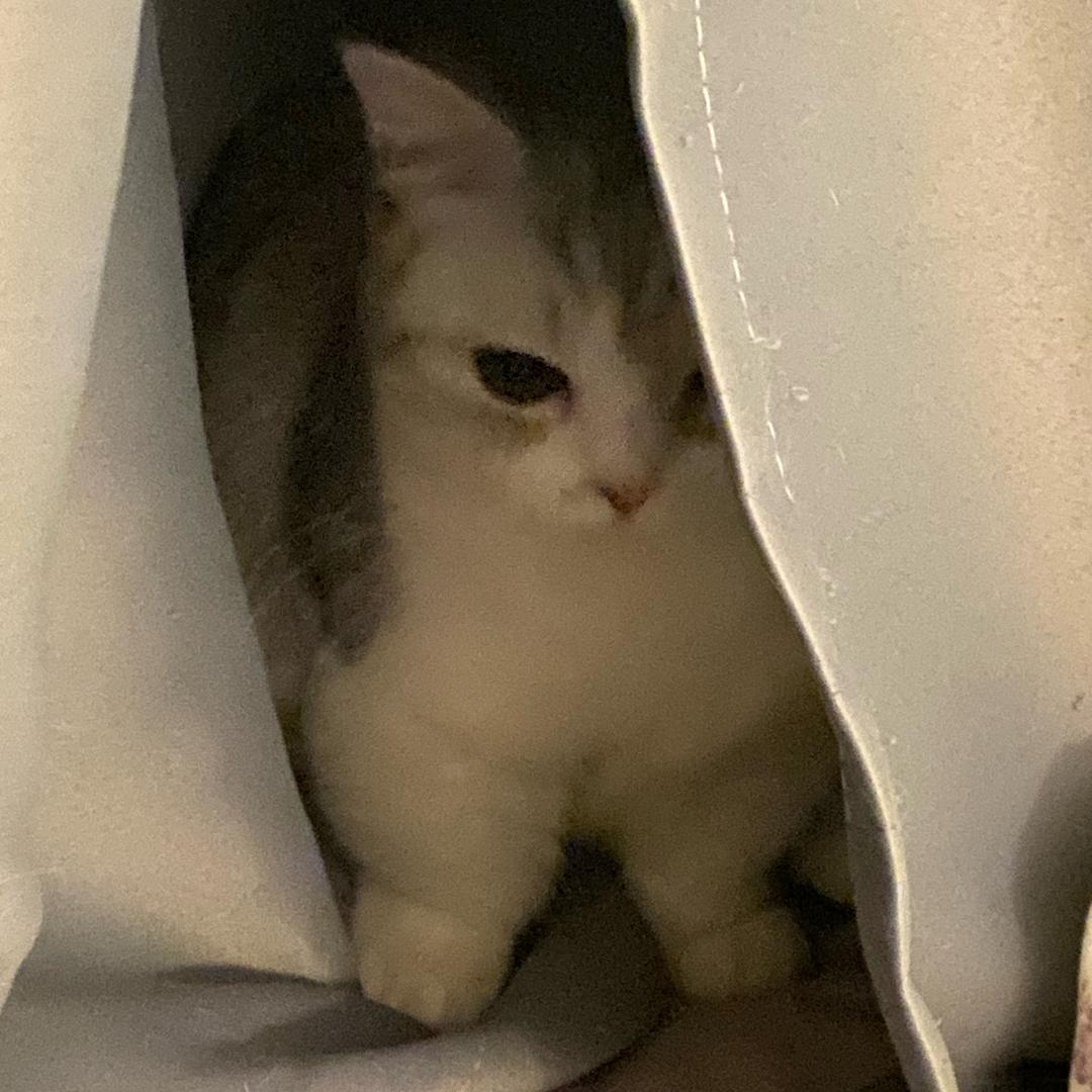 桃宝历历历险记