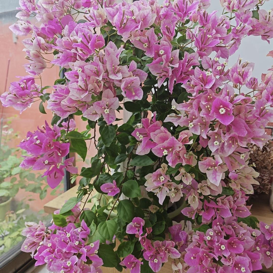 花屿园艺三角梅