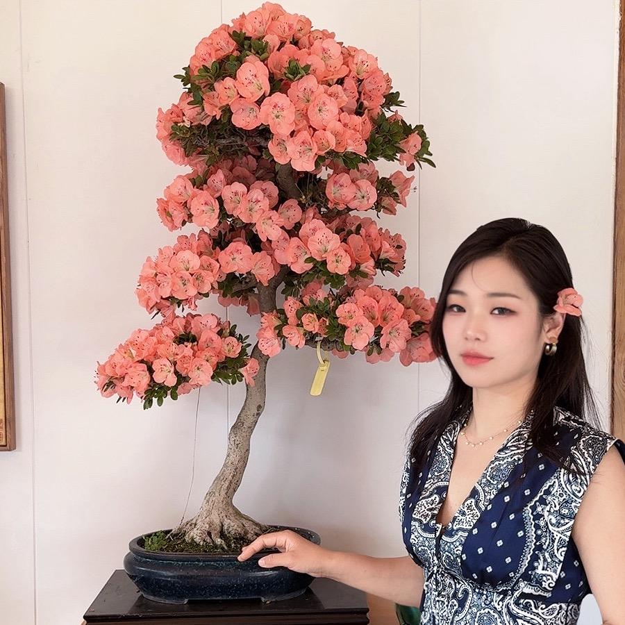 三三盆栽
