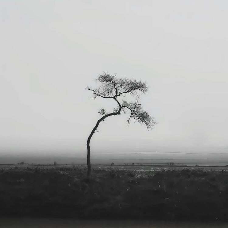 李 金爽