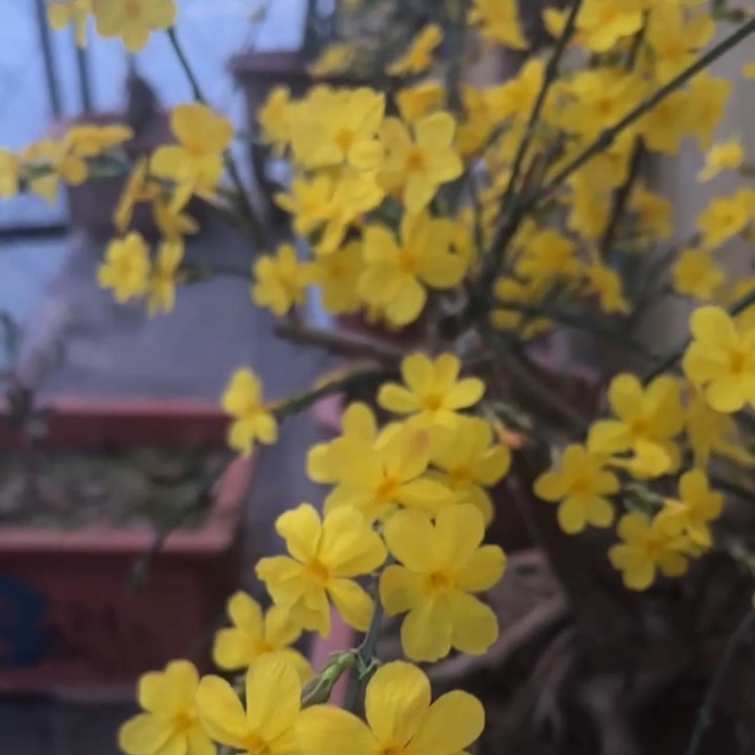 山东青州花无缺园艺