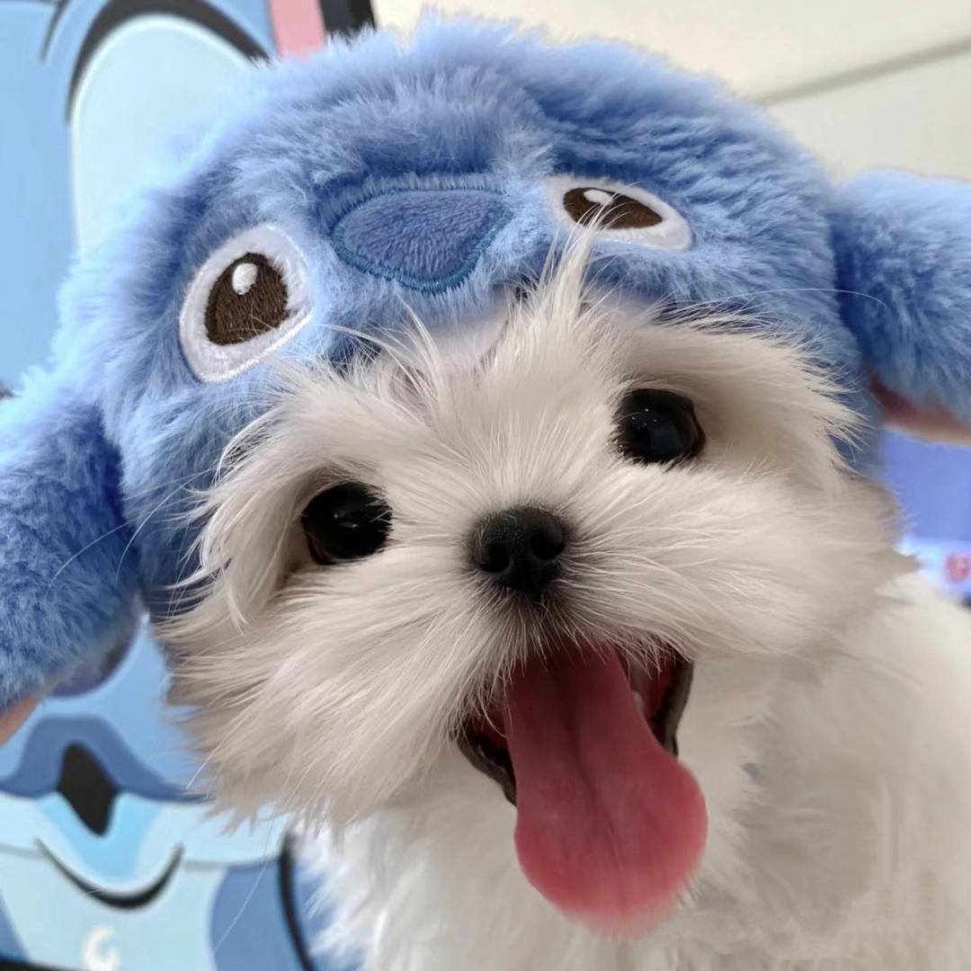 爱抓娃娃的小狗