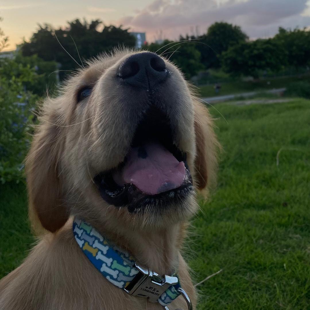 胡萝卜不是蔬菜