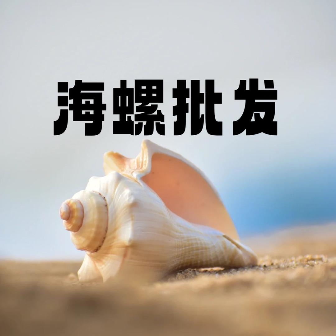 石岛海螺批发