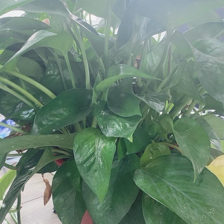 小小陈