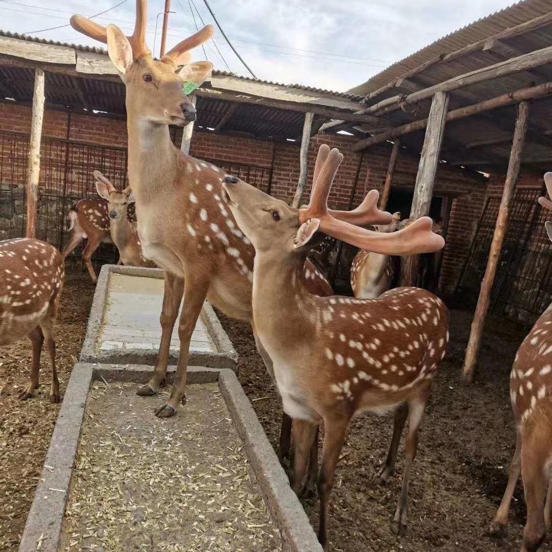 康达鹿肉生鲜
