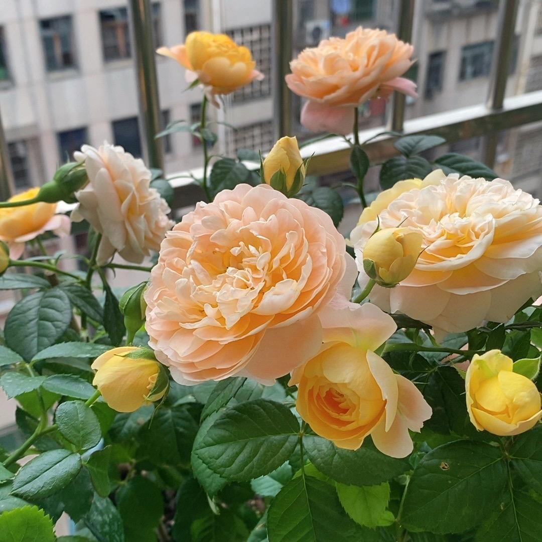 霏霏与宸宸YY🌸