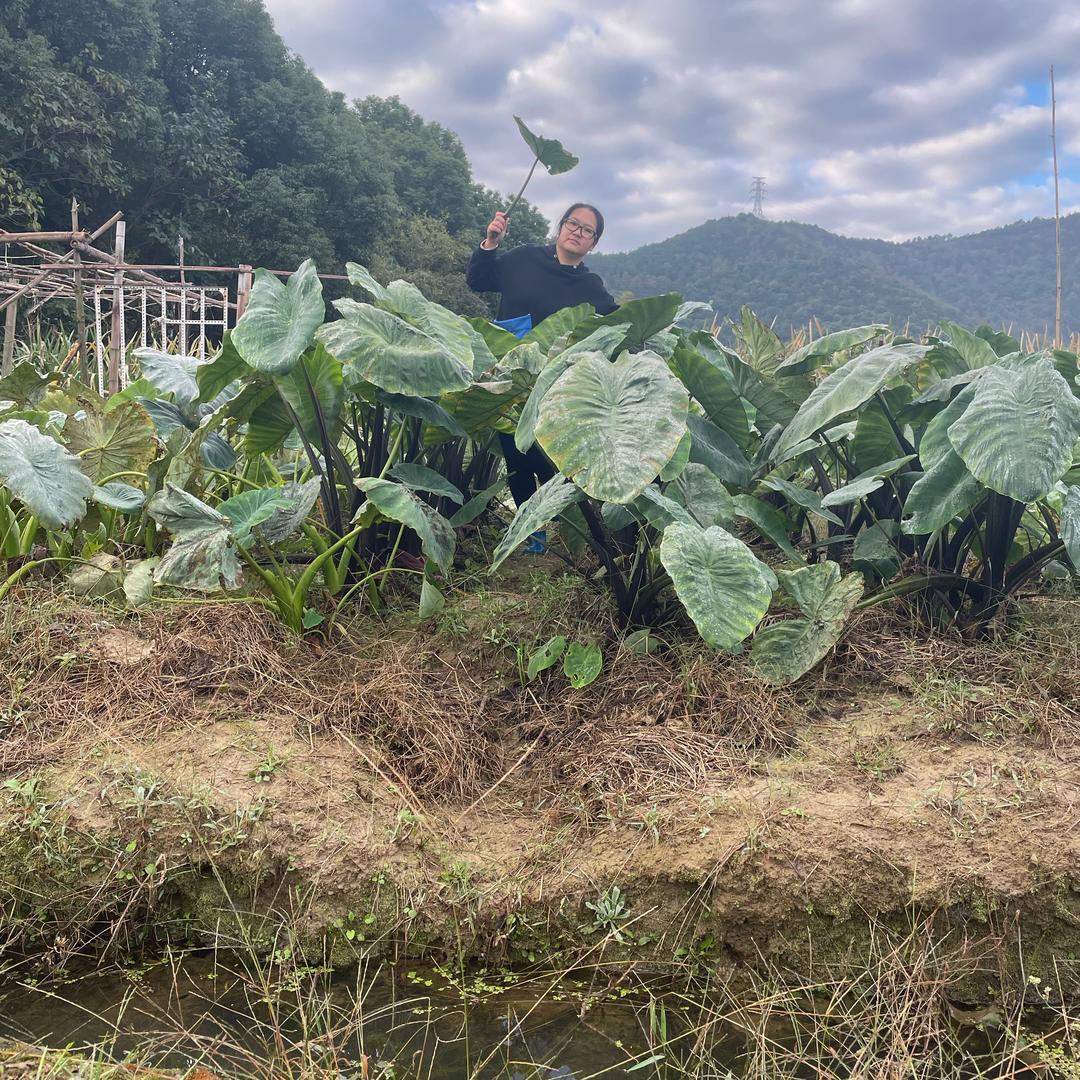 丫丫在农村