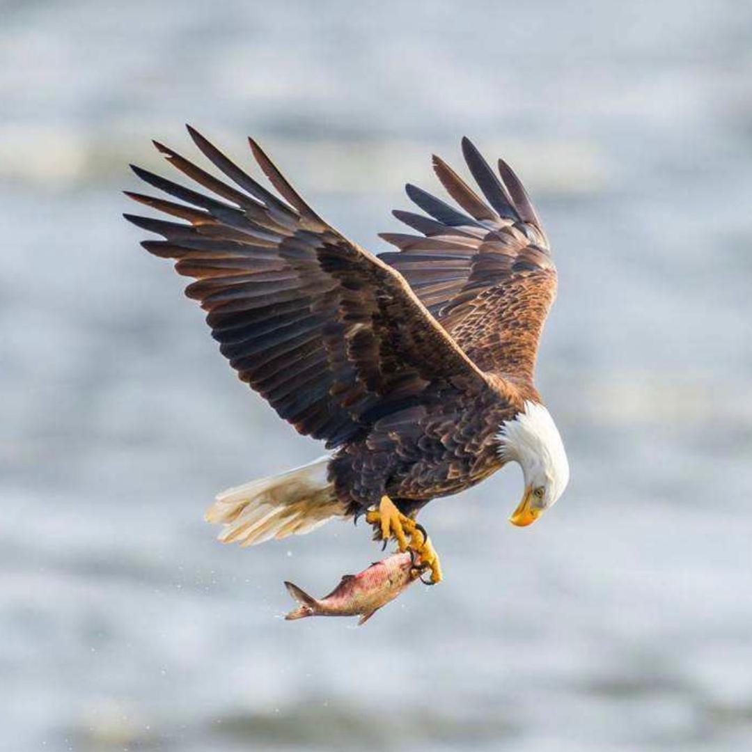 天鹰户外用品供应店的头像