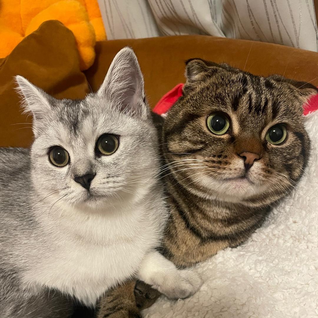 ❁⃘💞✿🦋.ෆ̈👧