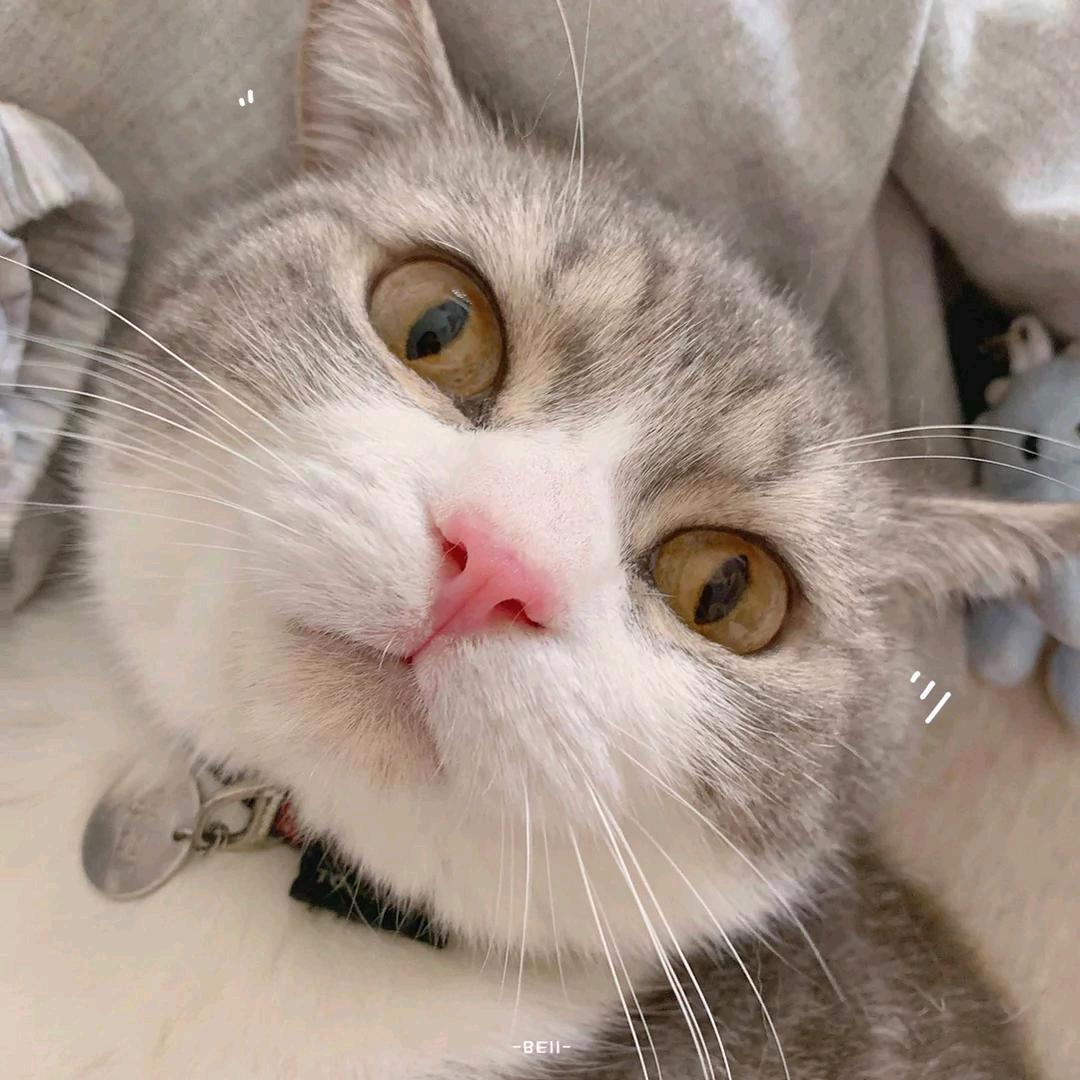 泡泡茶壶