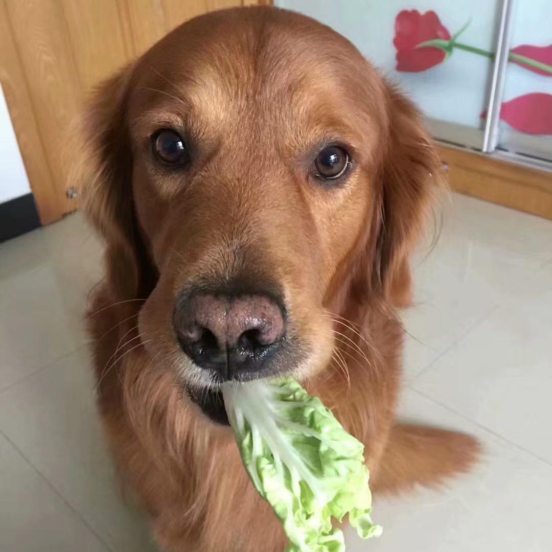 皮蛋是只金毛     ʚ ɞ