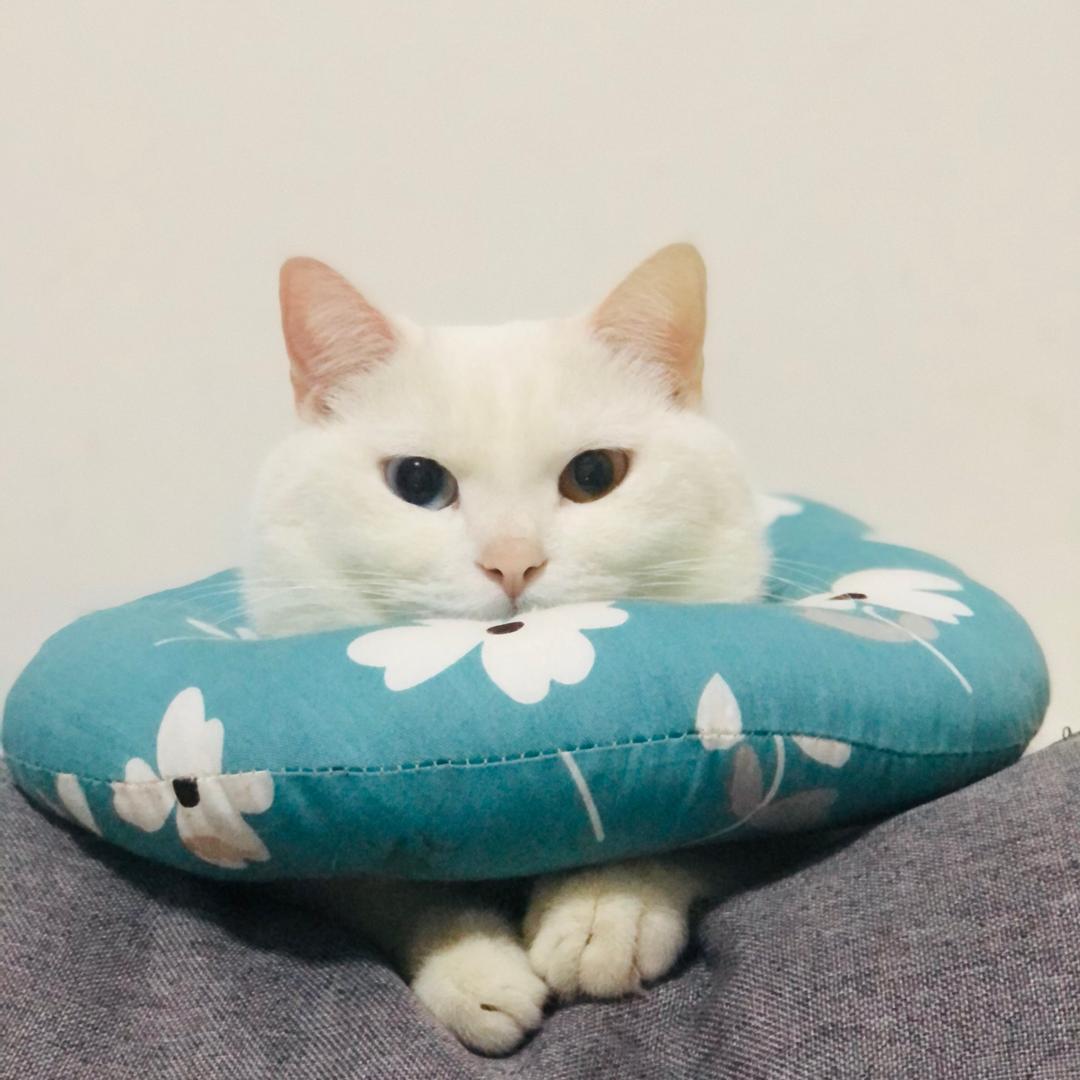 小^喵^🦋