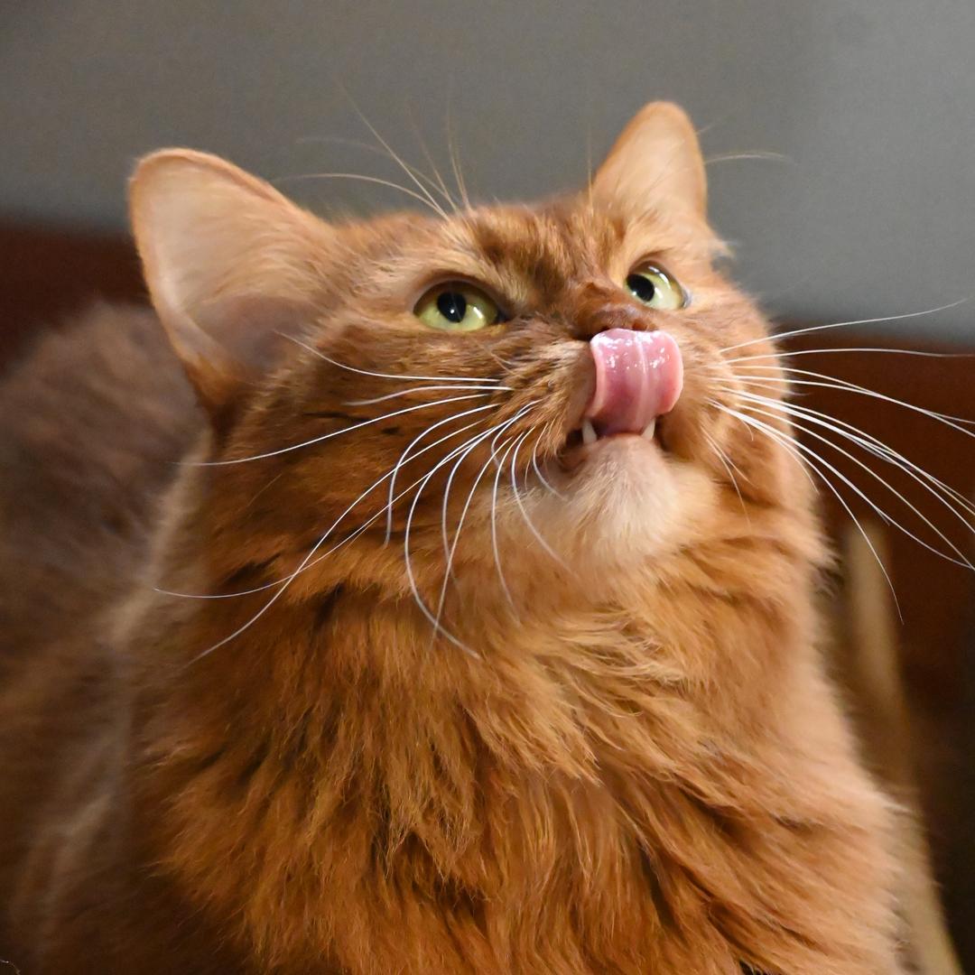 离职后养了只CEO