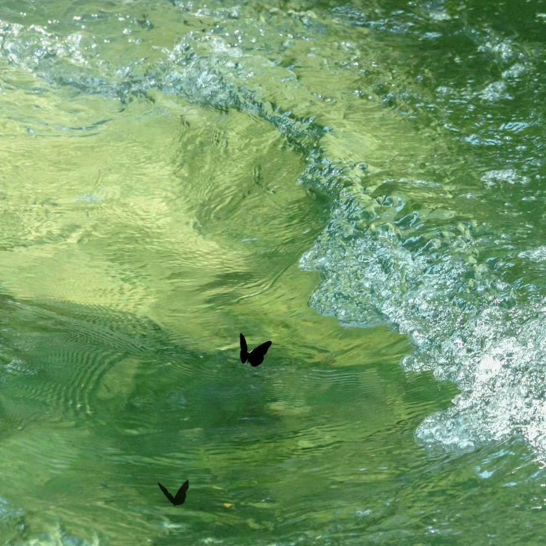 蒸蒸日上雅兰哥