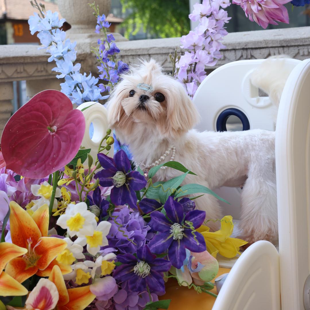 逗趣王国里的小狗❤️