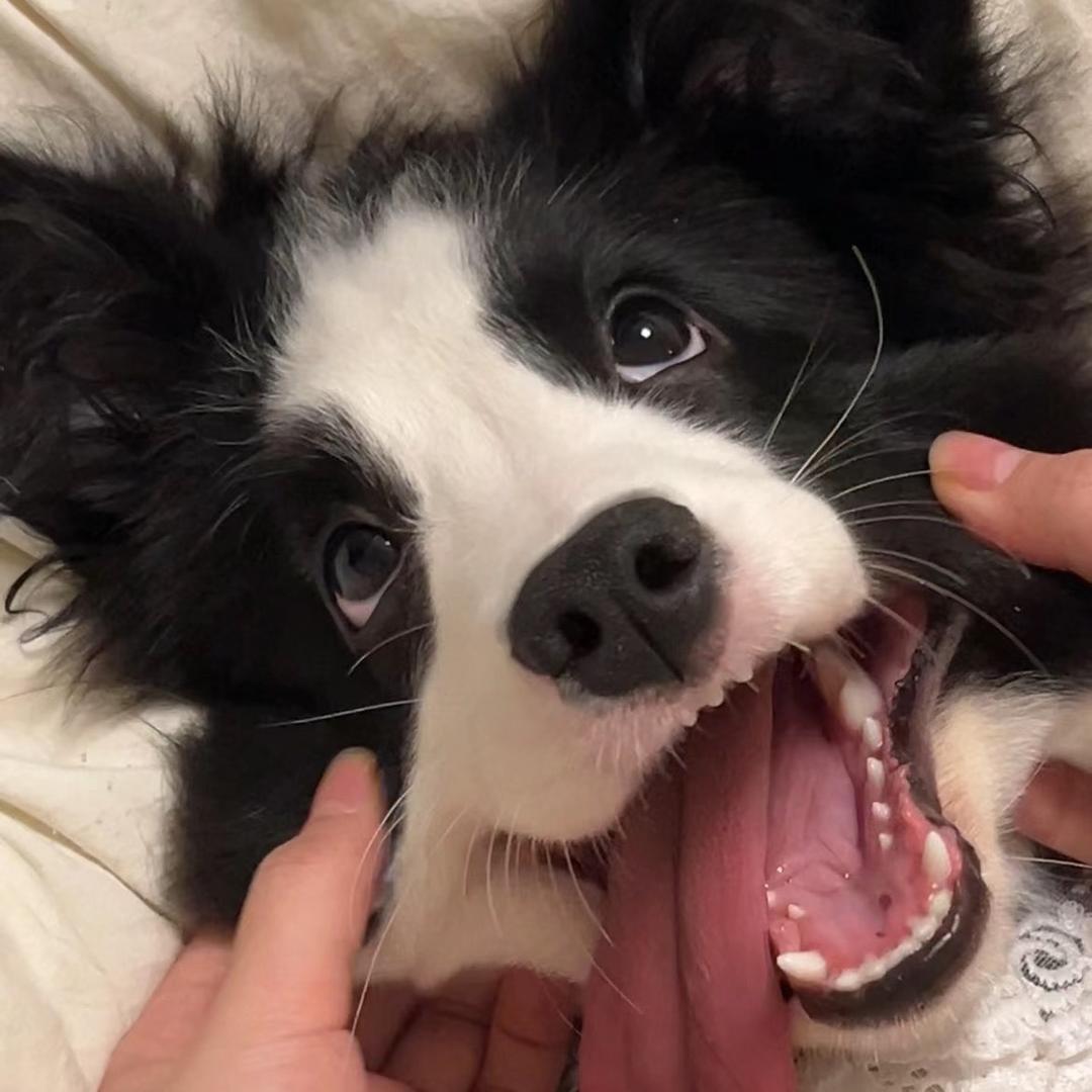 麦辣鸡腿堡