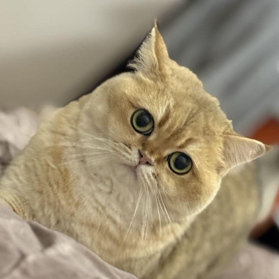 季原