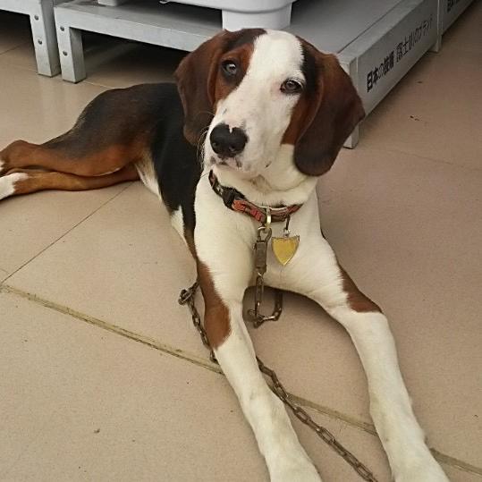 犬农商户（明老表）