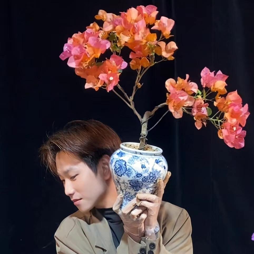 植爵予香三角梅