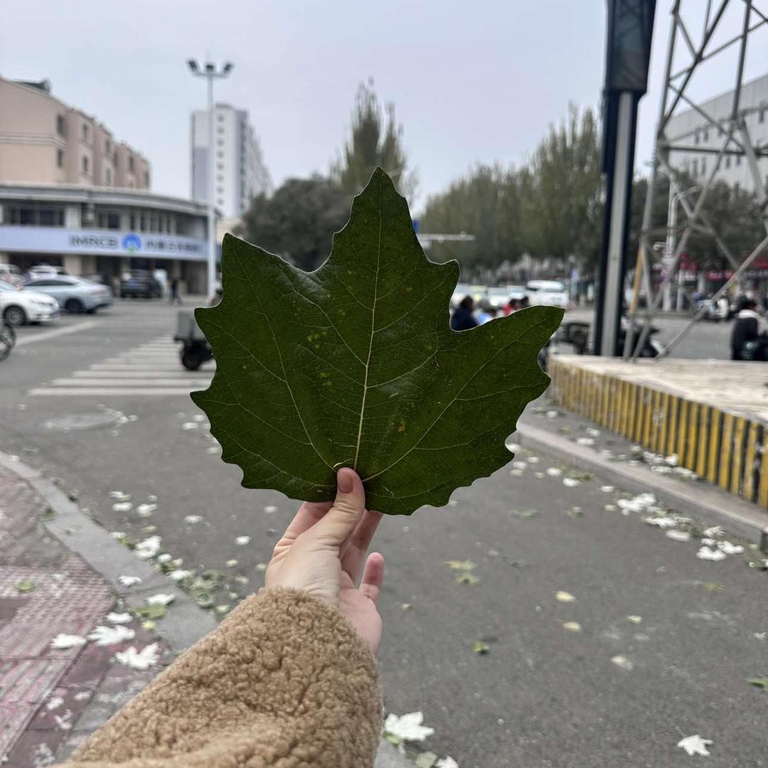 是莓莓老师吖！🍓