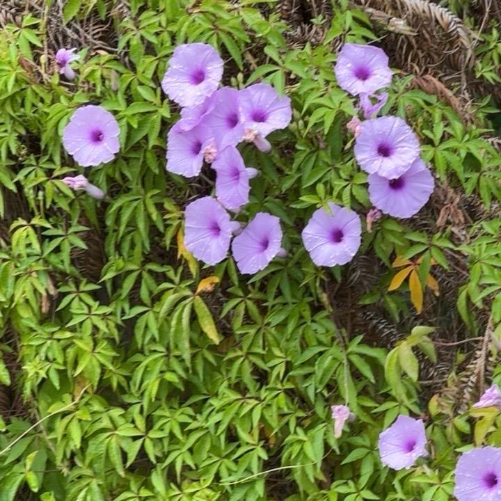 两不斋