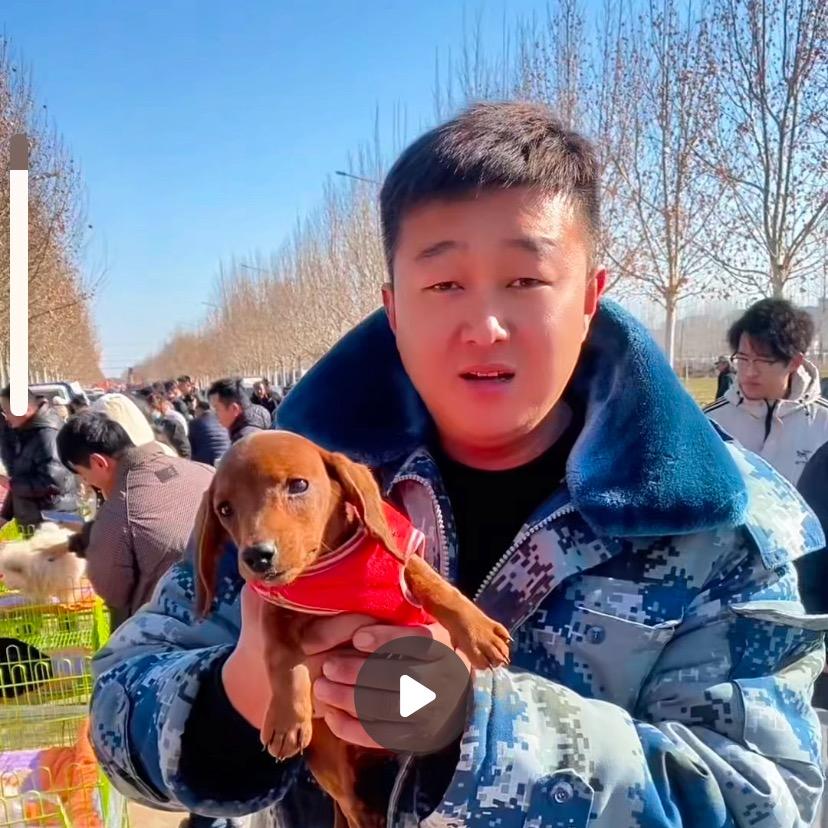 宠物搬运工