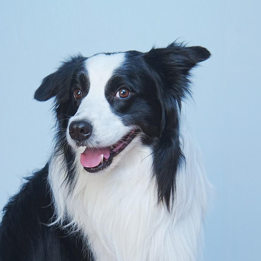 家有边牧叫麻将