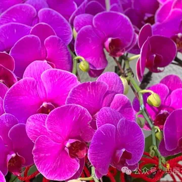 潮汕郑小姐